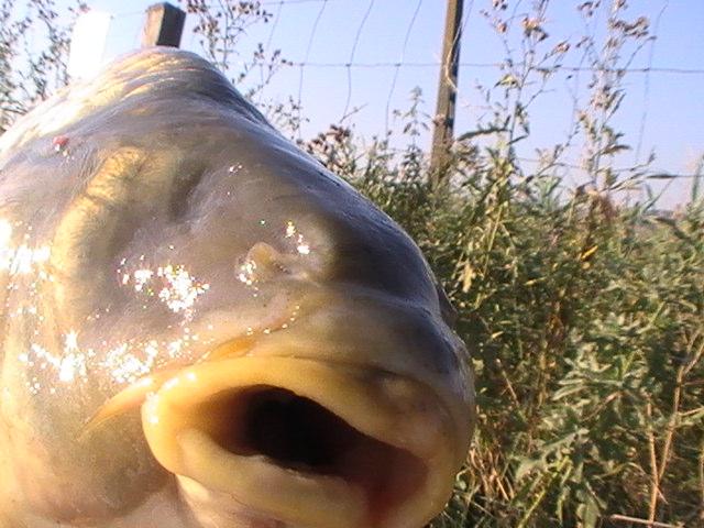 pestiiiiiiiiiiii - pic3787.JPG